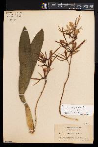 Brassia neglecta image