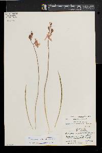 Calopogon tuberosus image