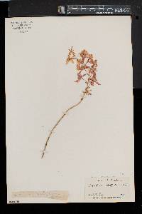 Oncidium noezlianum image