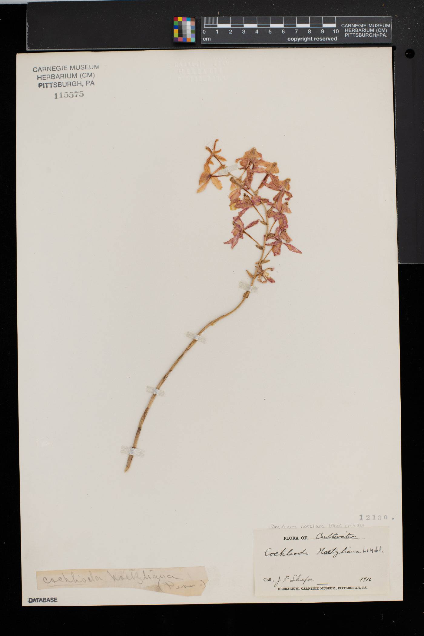 Oncidium noezlianum image