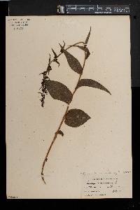 Epipactis helleborine image