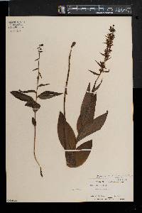 Epipactis helleborine image