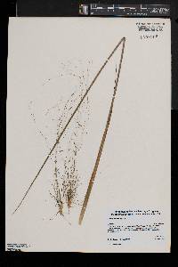 Juncus militaris image