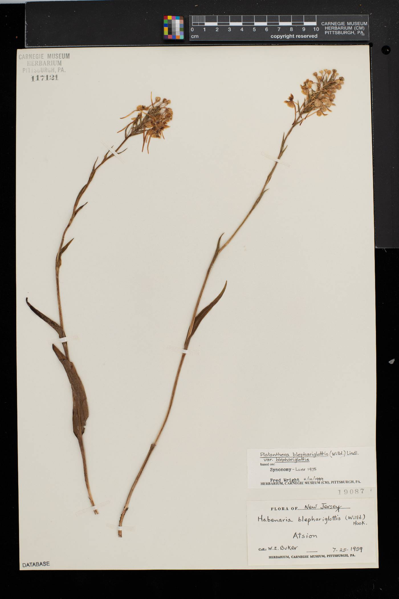 Platanthera blephariglottis var. blephariglottis image