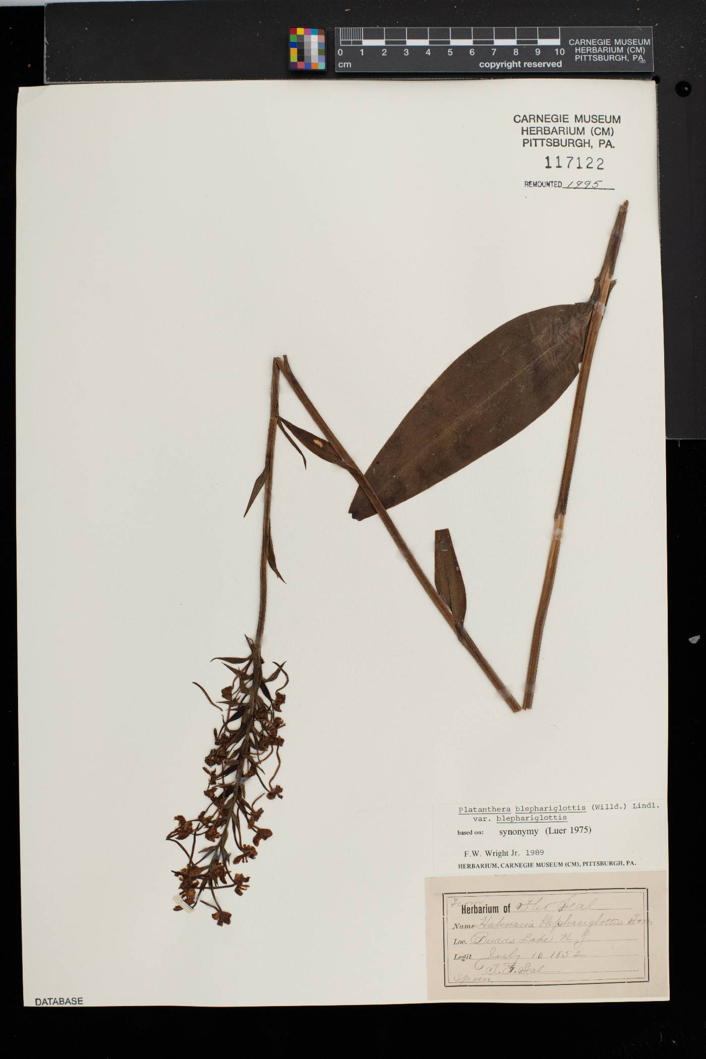 Platanthera blephariglottis image