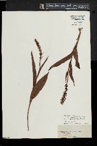 Platanthera flava image