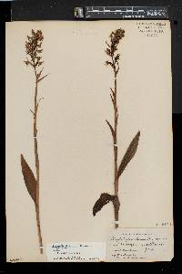 Platanthera lacera var. lacera image