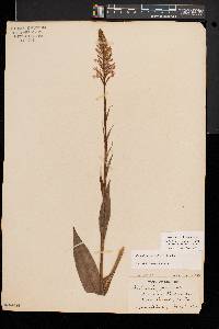 Platanthera psycodes image