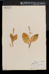 Liparis liliifolia image