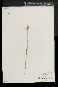 Pogonia ophioglossoides image