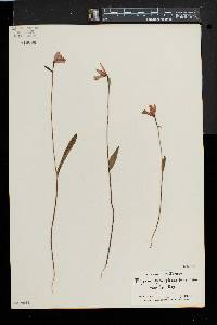 Pogonia ophioglossoides image