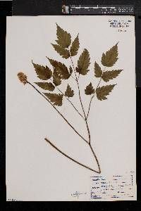 Actaea alba image