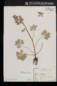 Delphinium tricorne image