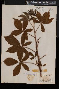 Rubus paganus image