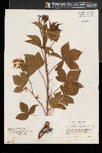 Rubus setosus image