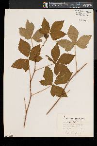 Rubus setosus image