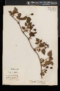 Rubus grimesii image
