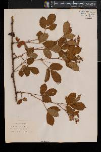 Rubus adjacens image