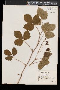 Rubus adjacens image