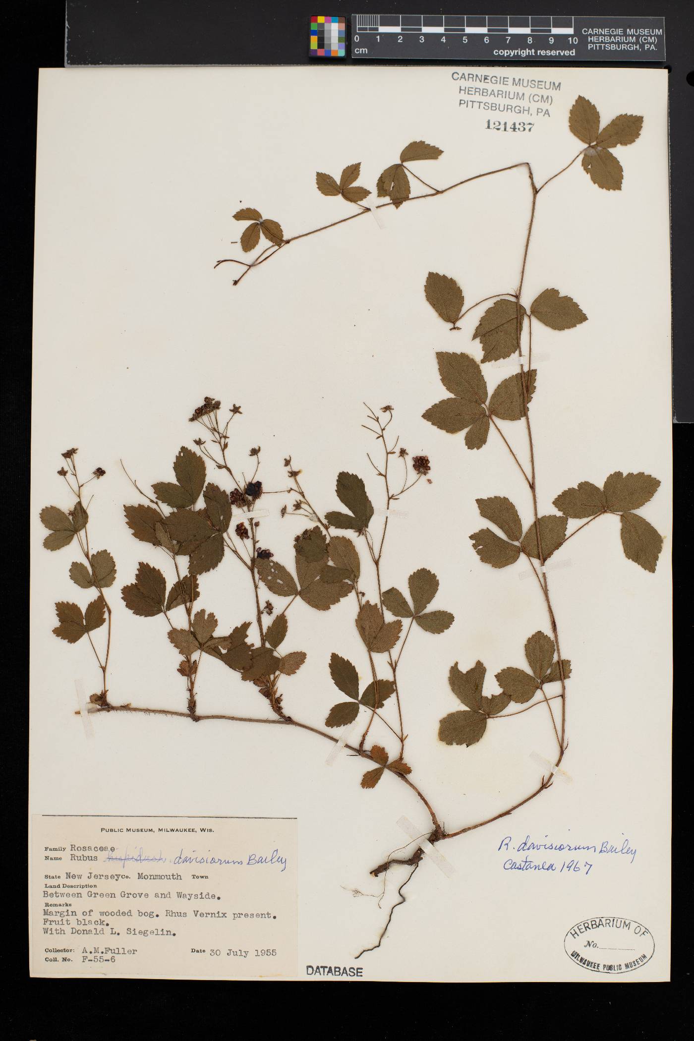 Rubus pervarius image