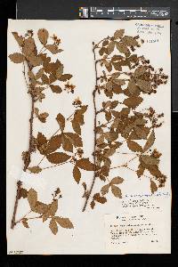 Rubus vermontanus image