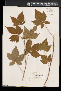 Rubus vermontanus image