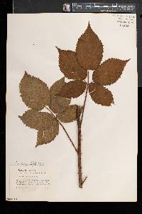 Rubus bellobatus image