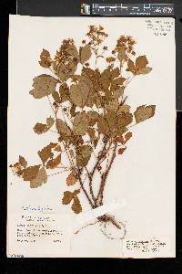 Rubus setosus image