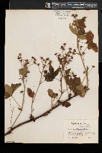 Rubus setosus image