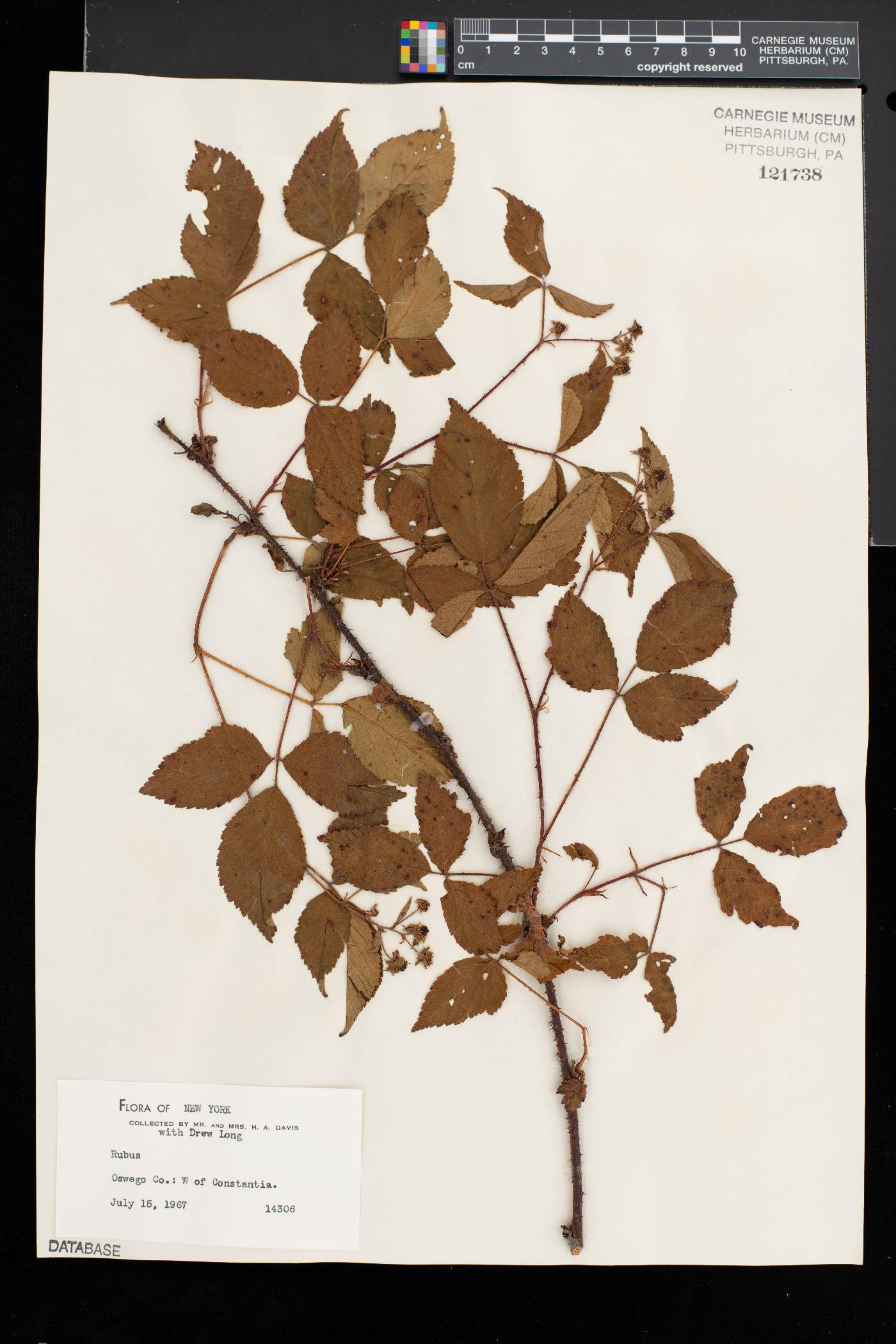 Rubus permixtus image