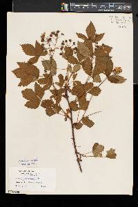 Rubus setosus image