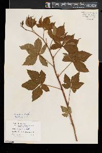 Rubus setosus image