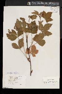 Rubus setosus image