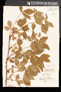 Image of Rubus notatus