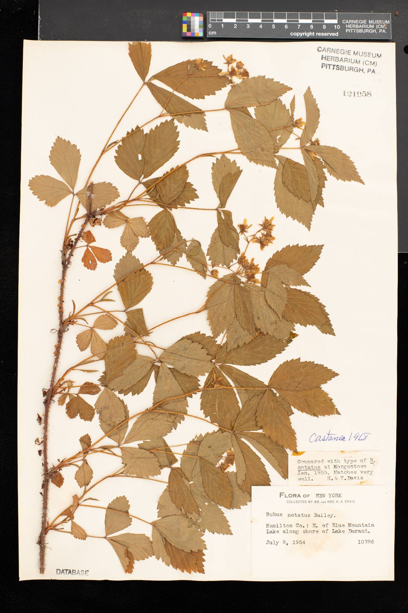 Rubus notatus image