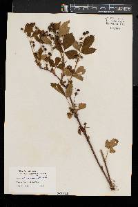 Rubus vermontanus image