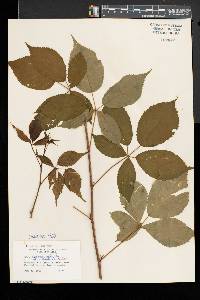 Rubus vermontanus image