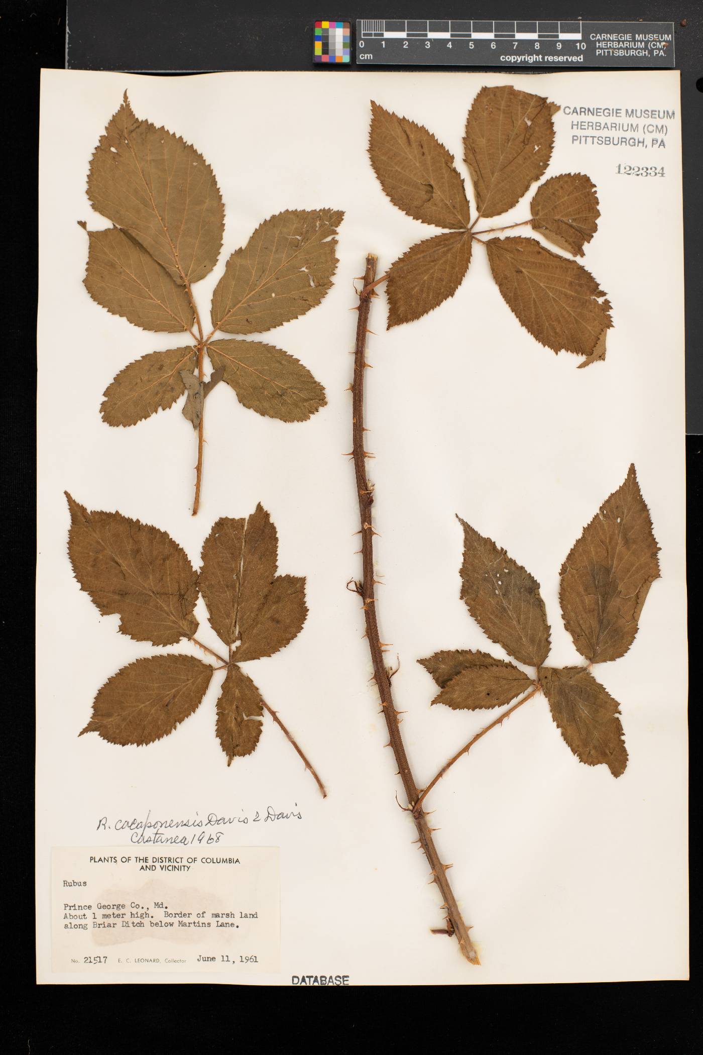 Rubus longii image