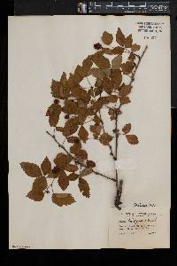 Rubus enslenii image