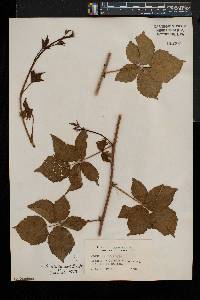 Rubus enslenii image