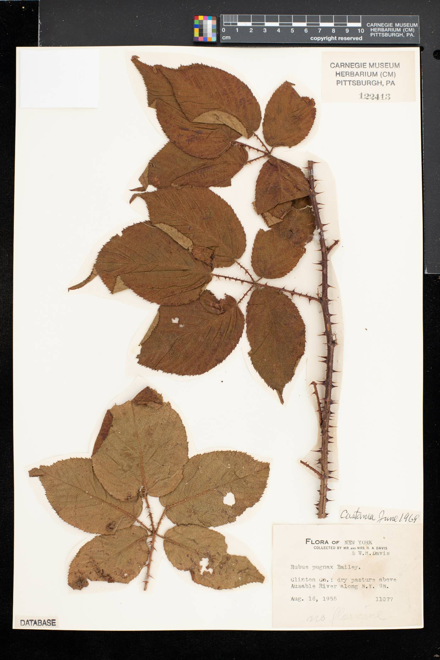 Rubus pugnax image