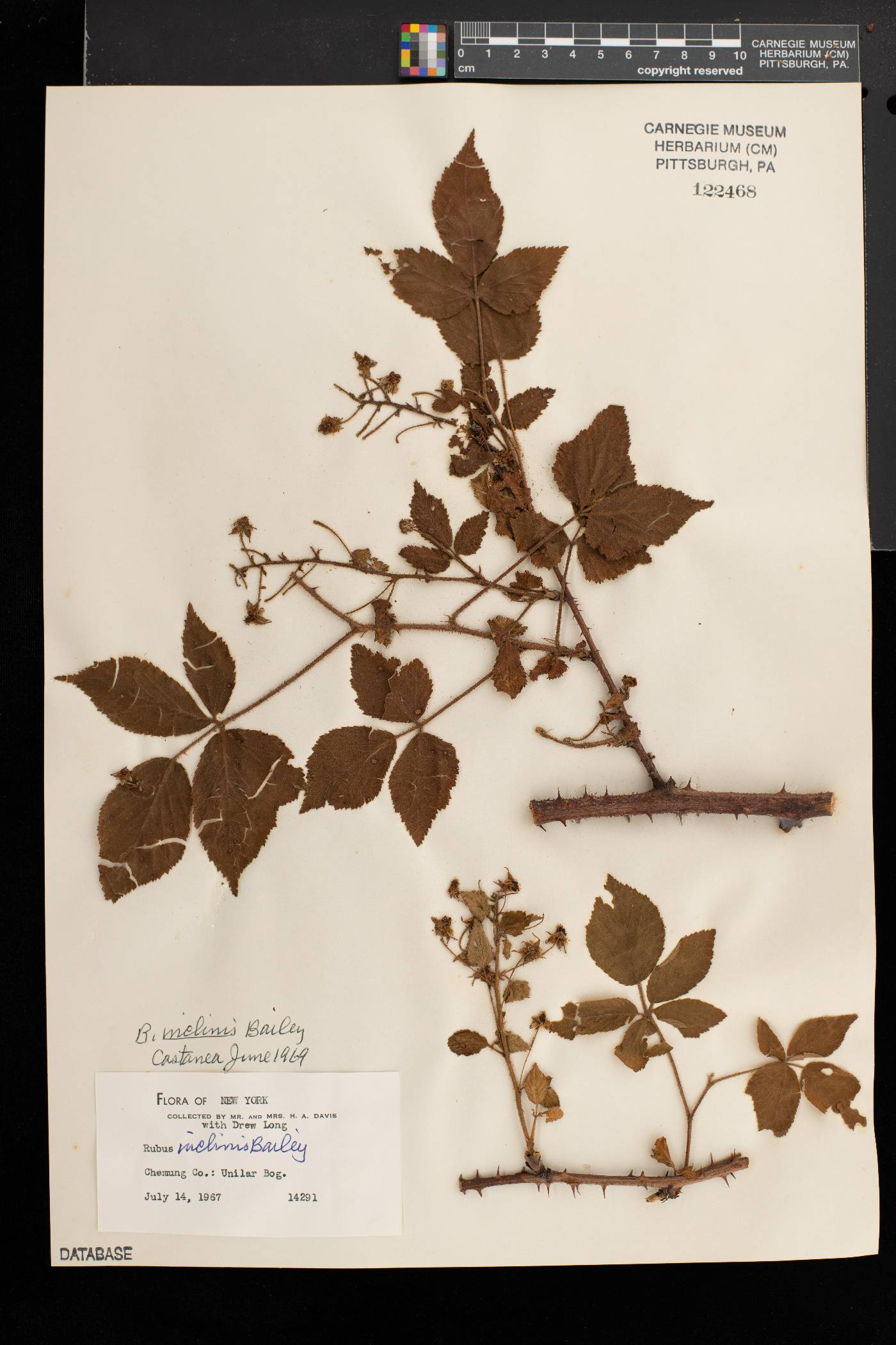 Rubus inclinis image