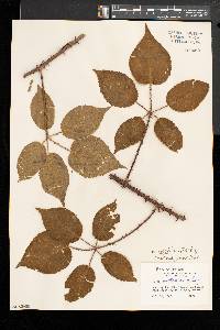 Rubus inclinis image