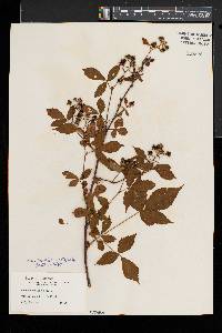 Rubus vermontanus image