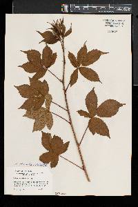 Rubus vermontanus image