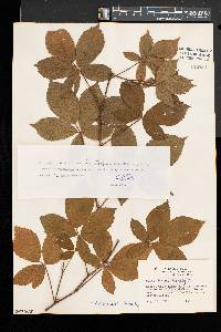 Rubus vermontanus image