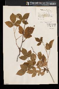 Rubus vermontanus image