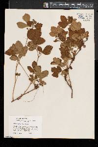 Rubus adjacens image