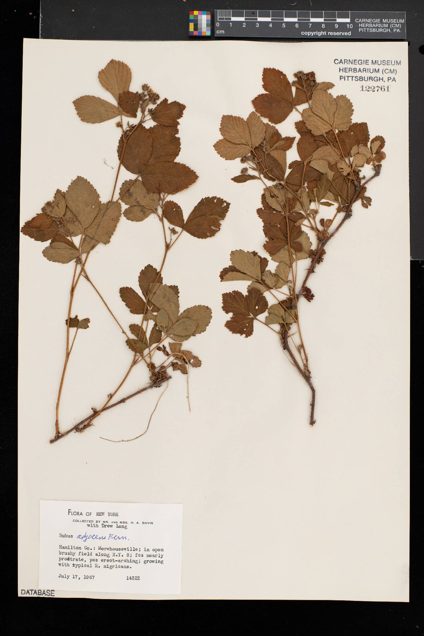 Rubus adjacens image