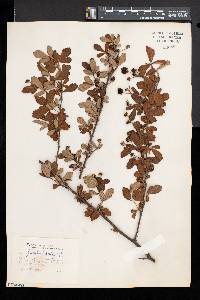 Rubus probativus image